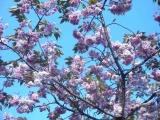 遅咲きの桜にも出逢えた！