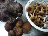 飯田市取材の時に仕入れた茸たち。一番左のデカイのがクロカワ茸、その隣が椎茸、茶色のがクリダケ、右がしめじ