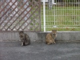 東栄町にはいる直前、名古屋方面からは最後のコンビニに、招き猫が！